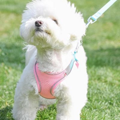 harnais chiot rose doux bichon blanc-promenade pelouse printemps