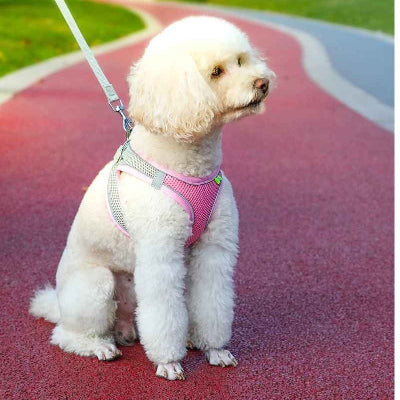 harnais chiot rose gris bichon blanc assis piste sportive