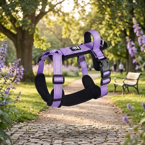 Harnais confort chien violet rembourrage noir vue profil jardin