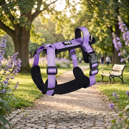 Harnais confort chien violet rembourrage noir vue profil jardin