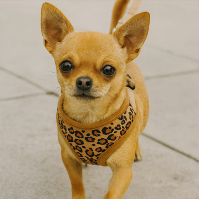 harnais petit chien leopard chihuahua fauve-bandana style tendance mode