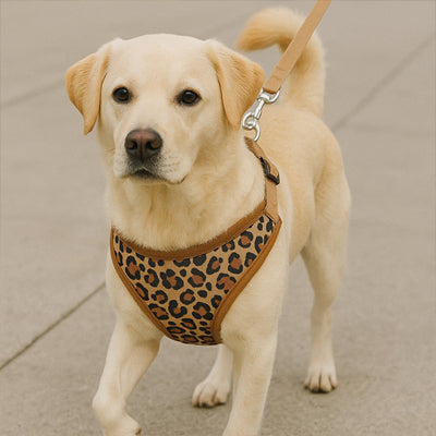 harnais petit chien leopard labrador beige grand chien resistant solide