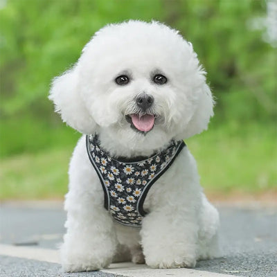 harnais petit chien noir fleurs blanches bichon elegant