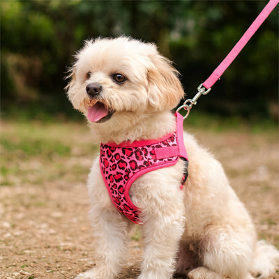 harnais petit chien rose leopard bichon laisse rose promenade nature