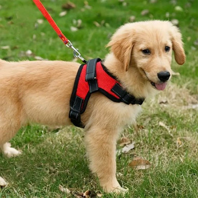 Harnais pour chien anti-traction rouge sur golden retriever en promenade extérieure