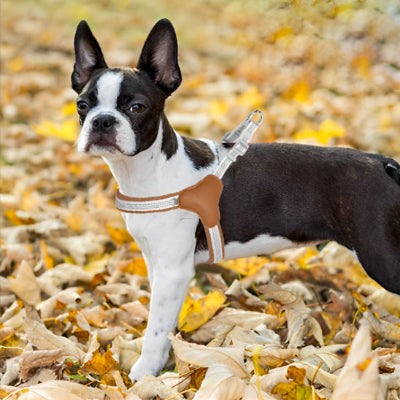 harnais pour chien beige boston terrier automne feuilles promenade confort