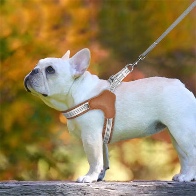 harnais pour chien beige bouledogue francais laisse automne promenade confort premium