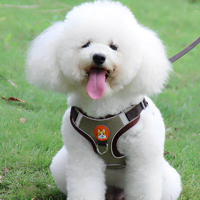 harnais pour chien bichon kaki vert confortable