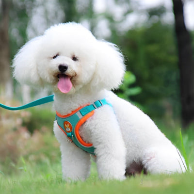 harnais pour chien bichon orange turquoise anti traction