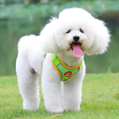 harnais pour chien bichon vert ajustable premium qualite