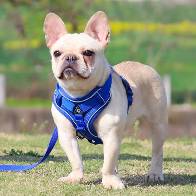 harnais pour chien bleu bouledogue francais exterieur laisse assortie confort