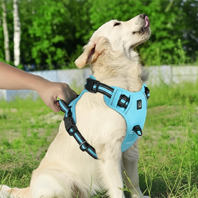 harnais pour chien confort et controle bleu ciel labrador blanc jardin
