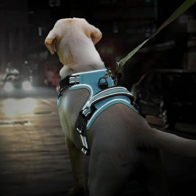 harnais pour chien confort et controle bleu turquoise promenade urbaine ville