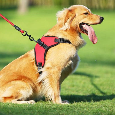 Harnais pour chien ergonomique rouge ajustable promenade golden retriever actif