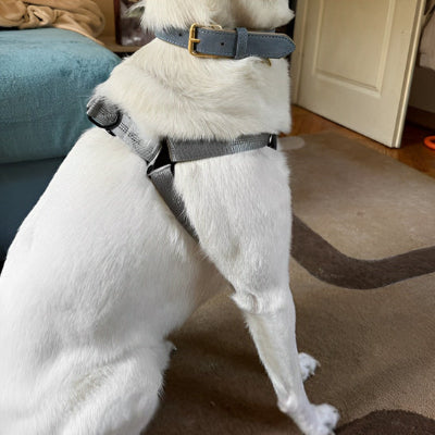 harnais pour chien gris reflechissant interieur reglable confort securite