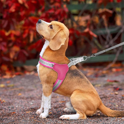 harnais pour chien rose beagle laisse automne reflechissant confort promenade