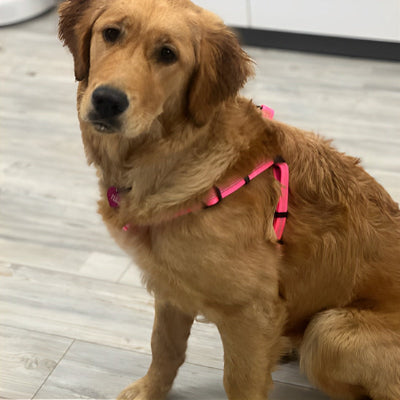 harnais pour chien rose golden retriever ajustable leger interieur qualite
