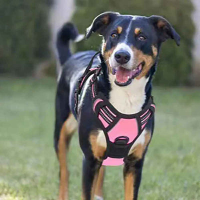 harnais pour chien rose noir sport course securite reflechissant