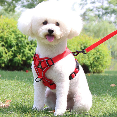 harnais pour chien rouge bichon frise exterieur securite confort promenade