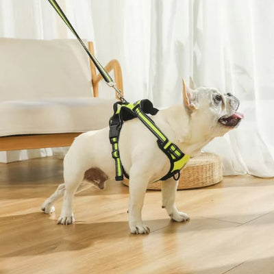 harnais pour chien sport jaune bouledogue laisse securite reflechissant interieur