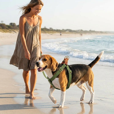 harnais pour chien vert Beagle plage promenade femme océan sable