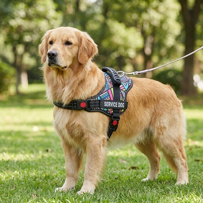 Harnais pour chiens Golden Retriever laisse motifs géométriques parc