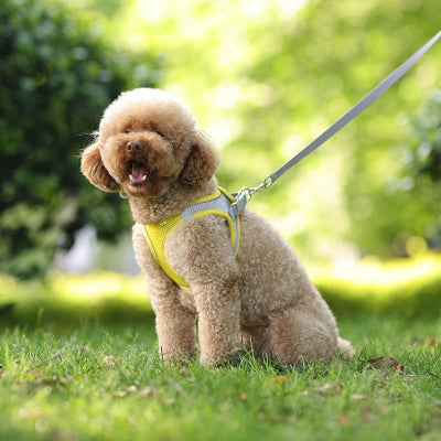 harnais pour petit chien bicolore jaune caniche souriant soleil