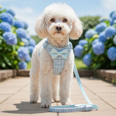 harnais pour petit chien bleu laisse assortie confort