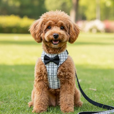 harnais pour petit chien carreaux caniche laisse confortable