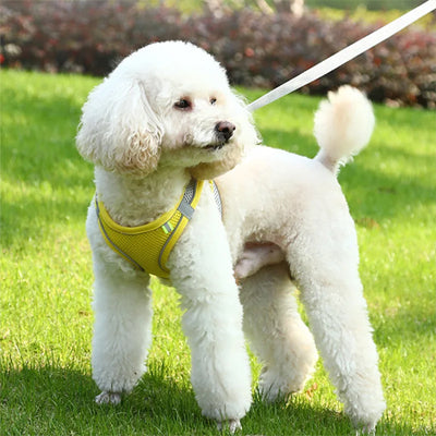 harnais pour petit chien jaune caniche blanc pelouse exterieur