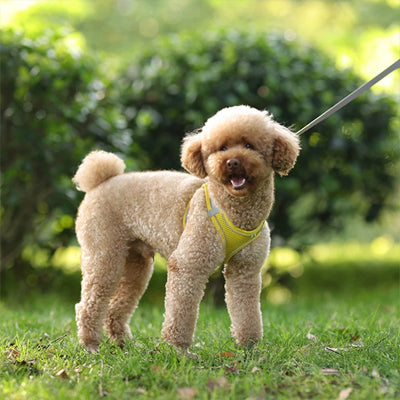 harnais pour petit chien jaune reflectif caniche jardin