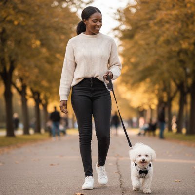 harnais pour petit chien promenade automne laisse noire
