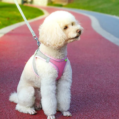 harnais pour petit chien rose bichon blanc piste athletique