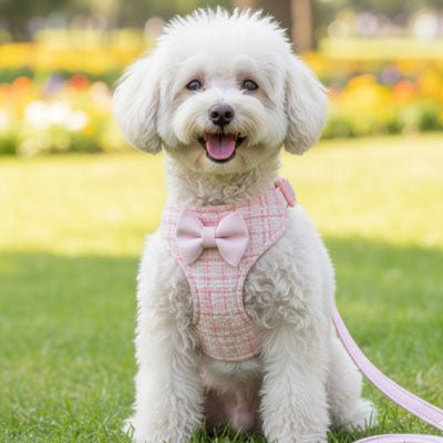 harnais pour petit chien rose bichon laisse assortie jardin