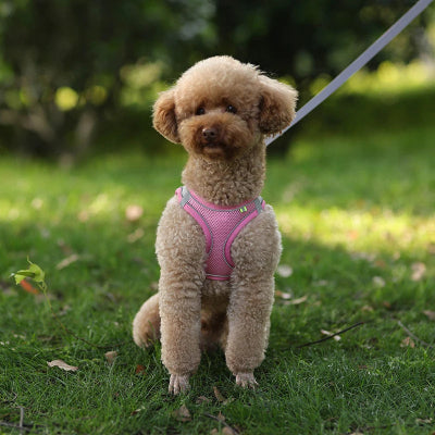 harnais pour petit chien rose confortable caniche parc