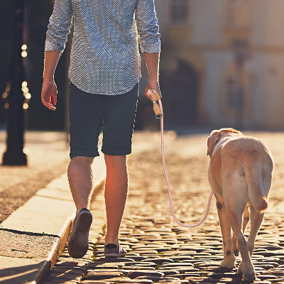 homme marche avec son chien attache a une laisse main libre chien sur un chemin pave urbain