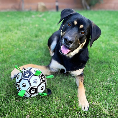 jouet chien ballon football berger noir feu couche herbe portrait souriant
