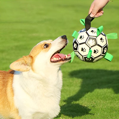 jouet chien ballon football corgi bouche ouverte main herbe sans insert