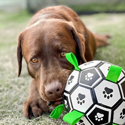 jouet chien ballon football labrador brun couché herbe close-up regard
