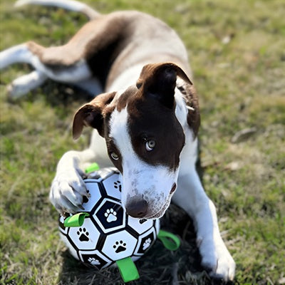 jouet chien ballon football pointer brun blanc couché herbe pattes mordant