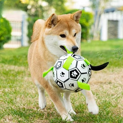 jouet chien ballon football shiba inu gueule parc herbe profil marche