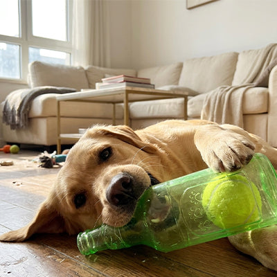 jouet chien bouteille verte balle tennis golden retriever couché salon
