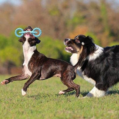 jouet chien indestructible deux chiens courent prairie anneau caoutchouc bleu