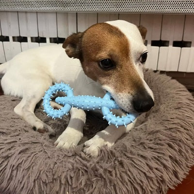 jouet chien indestructible jack russell mordant os caoutchouc bleu lit moelleux