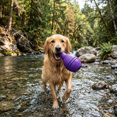jouet chien kong violet golden retriever rivière forêt nature
