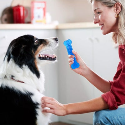jouet indestructible pour chien os bleu border collie cuisine femme