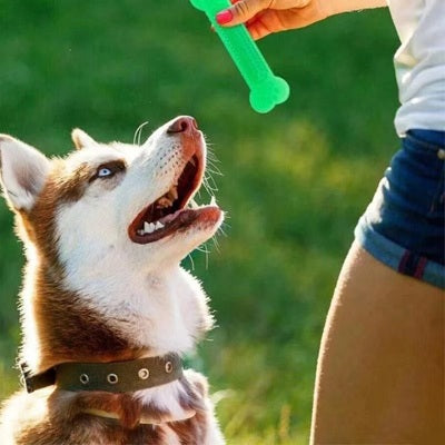 jouet indestructible pour chien os vert caoutchouc husky extérieur