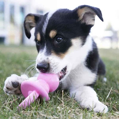 jouet kong pour chien chiot border collie mord rose herbe extérieur