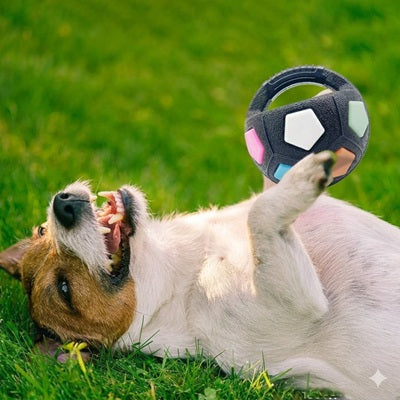 jouet pour chiens balle jack russell couche herbe patte amusement