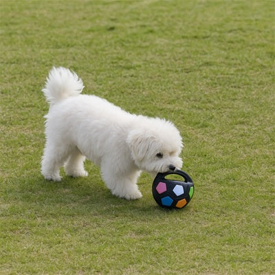 jouet pour chiens balle noire bichon herbe extérieur petit chien